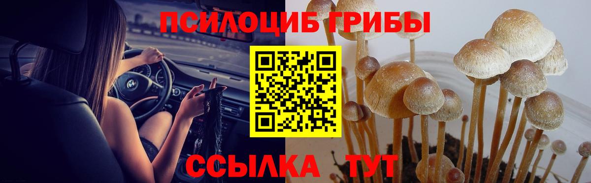 Владивосток  Псилоцибиновые грибы прущие грибы  Вход с VPN 